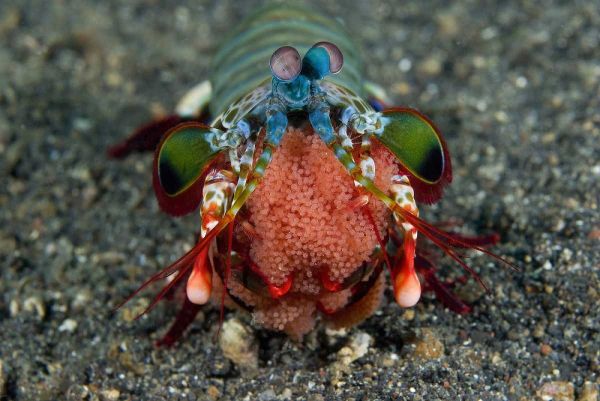 Indonesia Female Mantis shrimp with eggs